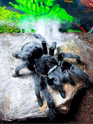 Grammostola Pulchra 0.1 Vogelspinne