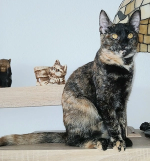 Maine Coon Mixkätzchen