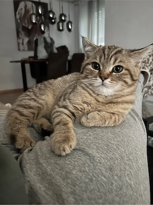 BKH Kitten 