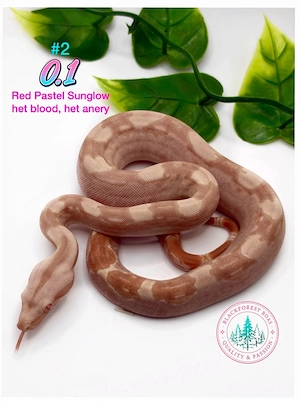 0.1 Red pastel sunglow het blood ,het anery (d.h. ice glow opal)