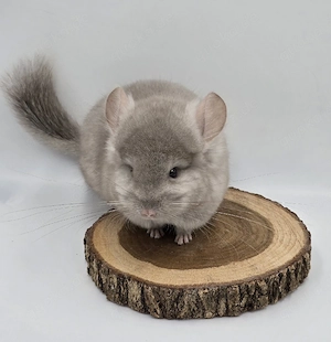 2 Chinchilla Männchen Braun Pearl u. Beige Angora zur Abgabe,  