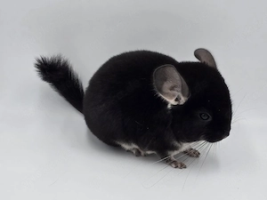 Chinchilla Männchen Black Pearl zur Abgabe,