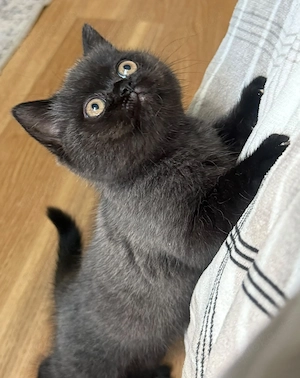 Süße BKH BLH Kitten.   