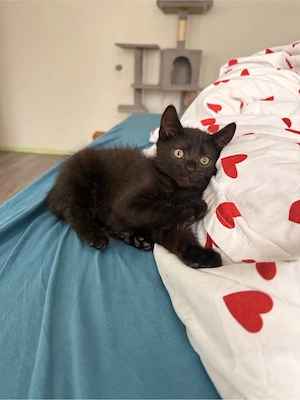 europäische kurzhaar kitten