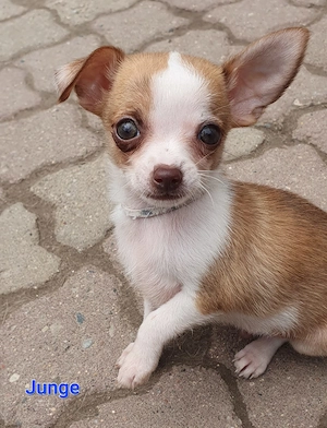 Chihuahua suchen ihr neues zu Hause 