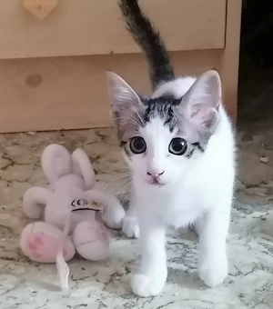 Junge Kitten