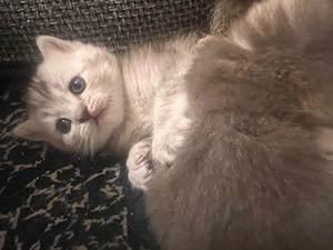 Britisch Kurzhaar Kitten suchen ihr Für-immer-Zuhause   