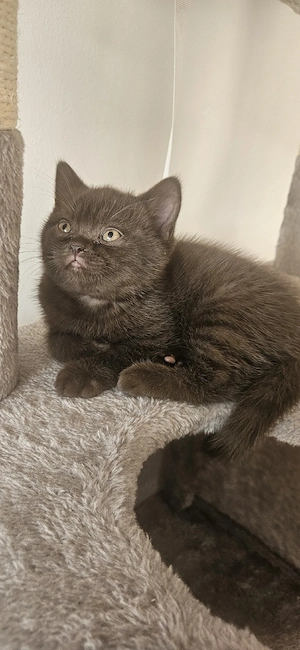 Bkh, Brittisch kurzhaar, kitten