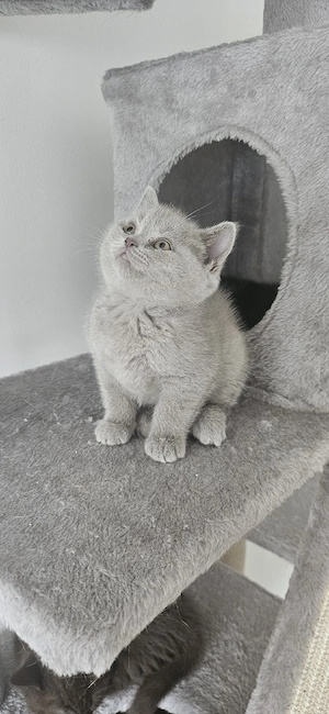 Bkh, Brittisch kurzhaar, kitten