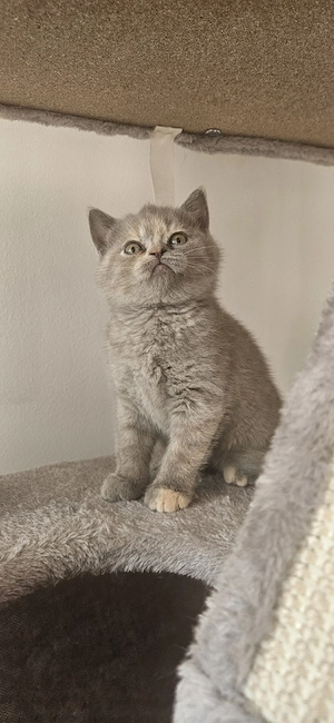 Bkh, Brittisch kurzhaar, kitten