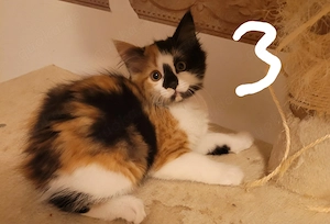 Süße Katzenmädchen abzugeben 