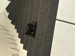 Bildhübsches, schwarzes Katzenbaby sucht ein liebevolles Zuhause (abzugeben mit 12 Wochen)
