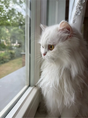 Wunderschöner weißer Perserkater sucht ein neues Zuhause