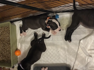 Bagira amerikanische Bulldogge sucht wieder ein neues Zuhause 