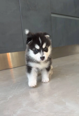  Pomsky welpen.