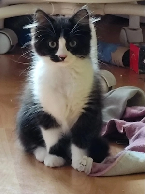 kitten sucht neues zu hause 