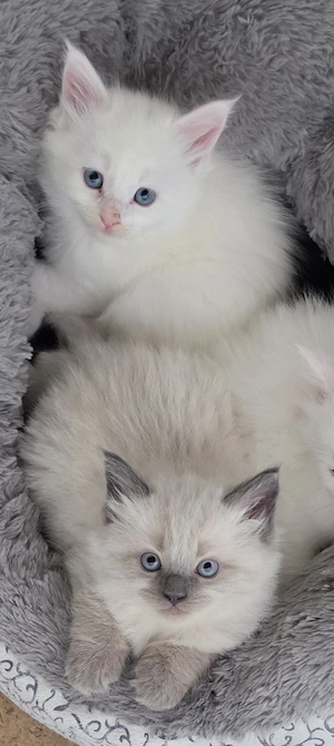 Edelwaldkatzenmix Neva Masquarade Sibirische Waldkatzen Norwegische Amerikanische Kitten