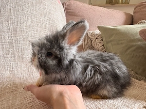 Englisch Angora 