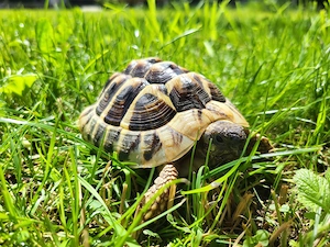 Griechische Landschildkröte Milo (männlich; 4 Winter, CITES) für artgerechtes Freigehege