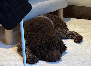 Liebevolles Zuhause für unseren Lagotto Romagnolo gesucht