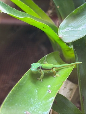 Schwarzstreifen Taggecko Phelsuma nigristriata