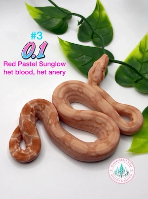 0.1 Red Pastel sunglow het blood, het anery (d.h. Ice Opal)