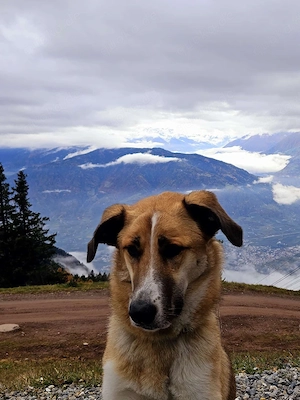 Hund in liebevolle Hände abzugeben 