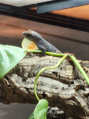 Anolis sagrei Echse Eidechse Reptil