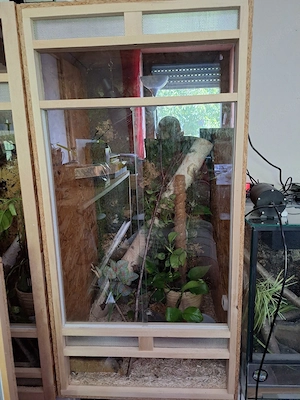 2 Kornnattern inkl. je 1 Terrarium 