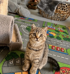 BKH kitten tiger britisch kurzhaar getigert