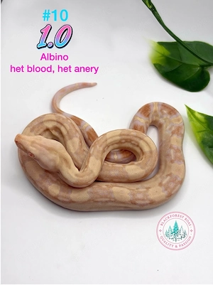 1.0 Sharp Albino het blood , het anery (d.h. ice opal)
