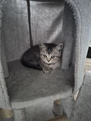 Süße BKH Kitte sucht  neue Zuhause 