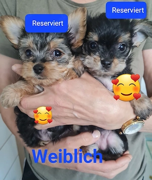 Liebevolle Yorkshire-Terrier-Mix Welpen suchen ein neues Zuhause   