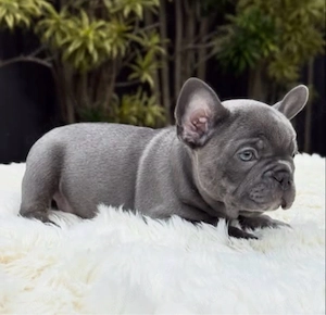 Bezaubernde, 12 Wochen alte Französische Bulldoggen-Welpen suchen ein Zuhause