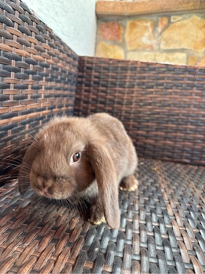 zwergkaninchen zwerg widder  männlich,  kinderlieb 