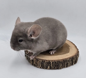 Chinchilla Weibchen Braun Pearl bald zur Abgabe,