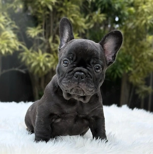 Französische Bulldoggen-Welpen suchen ein Zuhause