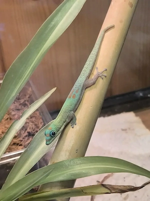 Goldstaubtaggecko - Phelsuma cepediana Blue Line 0.1 