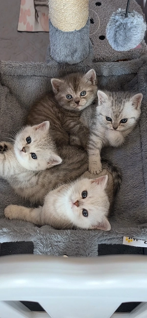 BKH Kitten