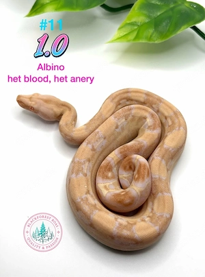 1.0 Sharp Albino het blood , het anery (d.h. ice opal)