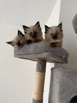 Heilige Birma kitten