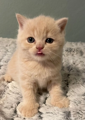 Britisch Kurzhaar Kitten