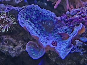 Montipora Capricornis Ableger abzugeben