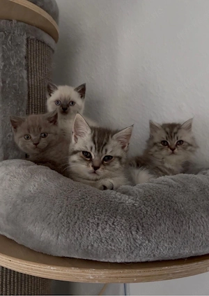 Süße BKH Kitten suchen ein liebevolles Zuhause