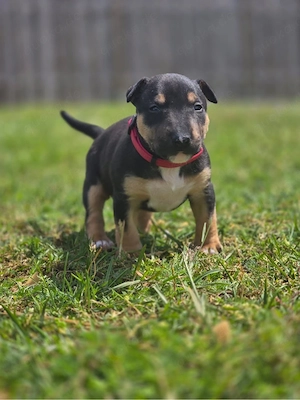 miniatur Bullterrier suchen 