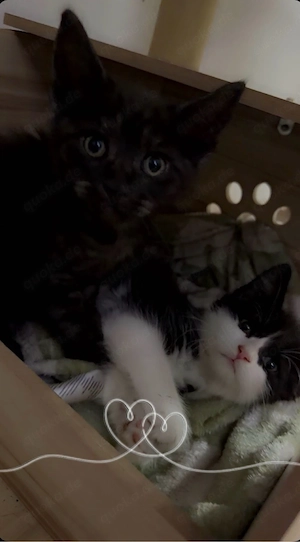 Baby Kitten