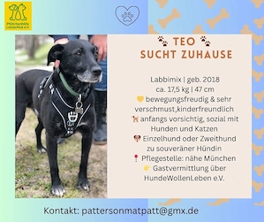 TEO - Labbi-Mix geb. 2018 - bewegungsfreudiger Superschmuser