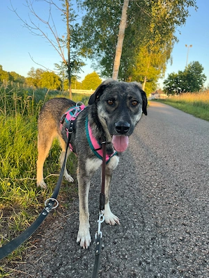 Penny, 2 Jahre, 50-55 cm