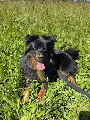 Mein zwerck spitz Hündin  bekommt welben 