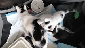 katzenbabys 
